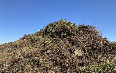 Dichter Nadelbaumstrauch vor blauem Himmel.