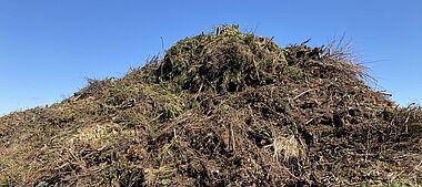 Dichter Nadelbaumstrauch vor blauem Himmel.