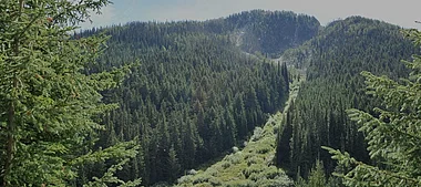 Dichte, grüne Waldlandschaft mit sonnendurchfluteten Baumwipfeln.