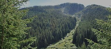 Dichte, grüne Waldlandschaft mit sonnendurchfluteten Baumwipfeln.
