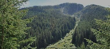 Dichte, grüne Waldlandschaft mit sonnendurchfluteten Baumwipfeln.