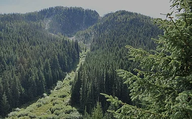 Dichte, grüne Waldlandschaft mit sonnendurchfluteten Baumwipfeln.